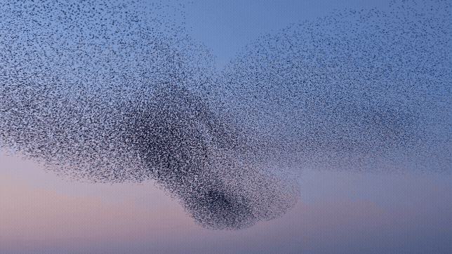 Adobe Express   iStock 2138035835  zwerm spreeuwen